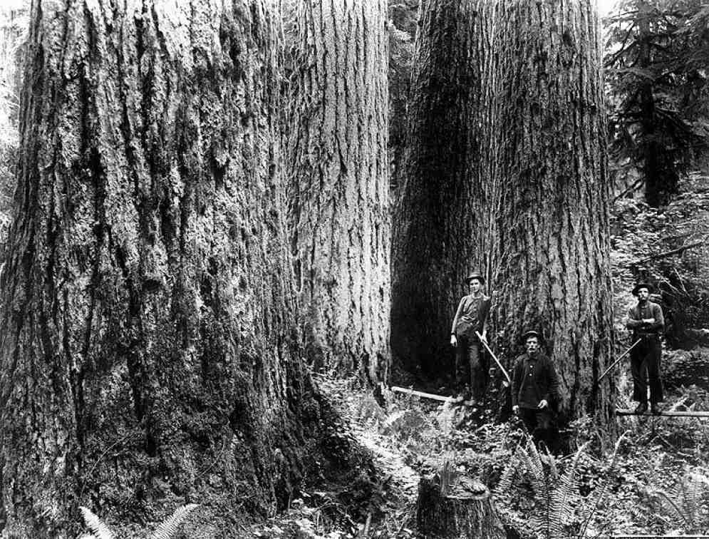 Giant Trees that existed around Bothell